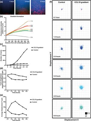 Live-Cell Microscopy Reveals That Human T Cells Primarily Respond Chemokinetically Within a CCL19 Gradient That Induces Chemotaxis in Dendritic Cells